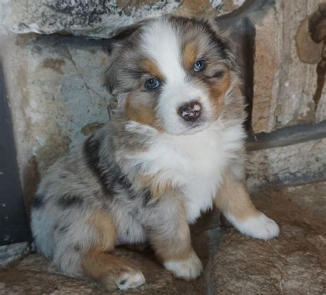 Puppies Mountain Wrangler Aussies Australian Shepherd Puppies For Sale