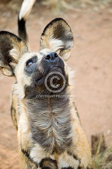 African Wild Dogs Wildlife Reference Photos For Artists