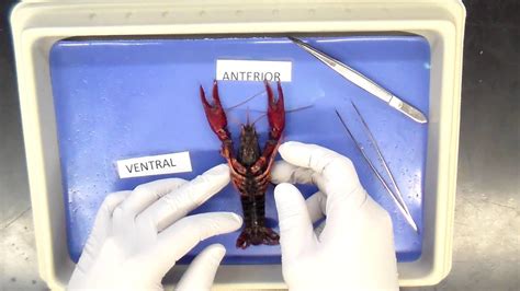External Anatomy Of Crayfish Youtube