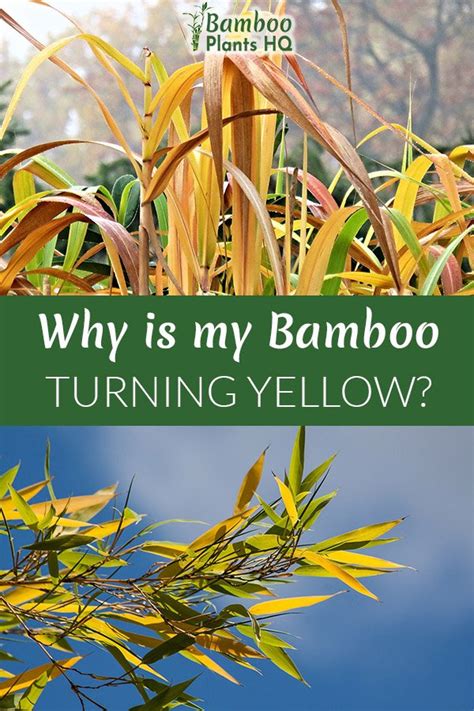 Why Is My Bamboo Plant Turning Yellow Bamboo Plants Hq