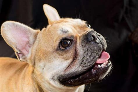 What To Do About French Bulldog Tear Stains How To Remove Dog