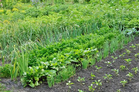 Potager Guide Pour Créer Son Jardin Potager Et Cultiver Des Légumes