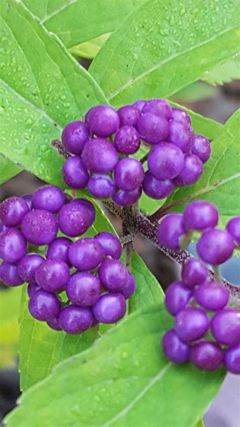 Purple Pride Beautyberry Has Large Clusters Of Bright Purple Berries In