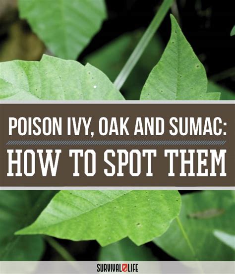 Poison Ivy Oak And Sumac Be Aware All Year Round Survival Life