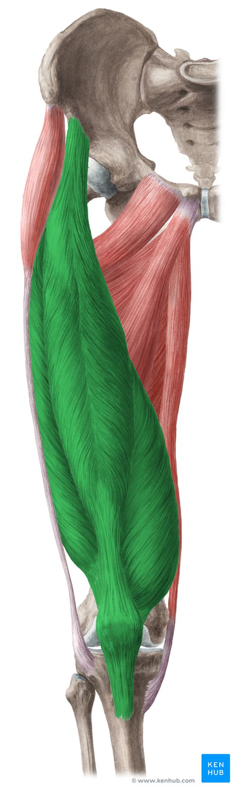 Quadriceps Femoris Muscle Quadriceps Femoris Muscle Anatomy Body Anatomy