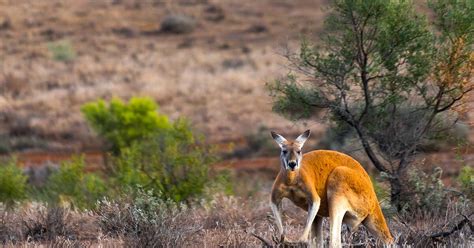 Australian Hiker Kangaroos And Wallabies
