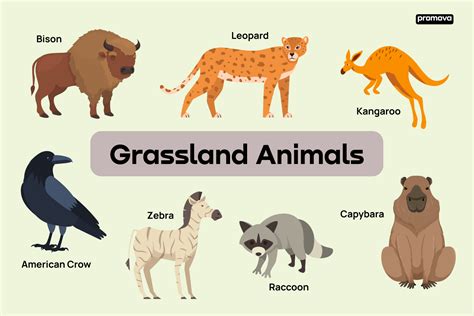Vocabulary Of Grassland Animals With Definitions