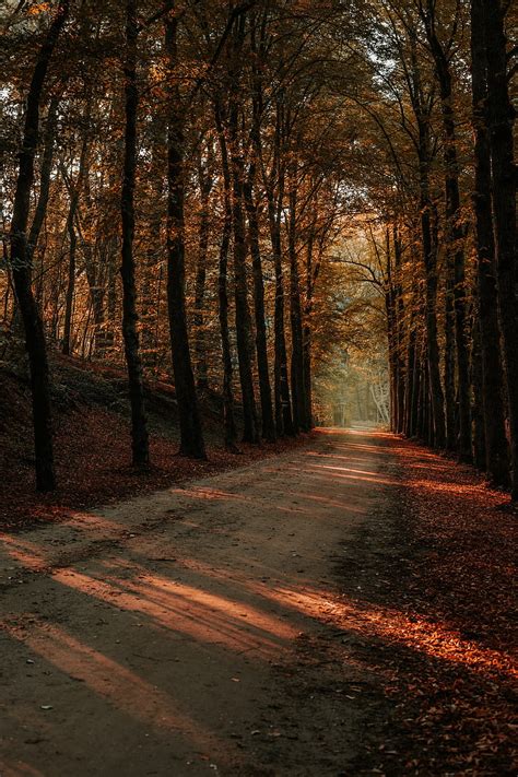 Alley Trees Autumn Road Rays Hd Phone Wallpaper Peakpx