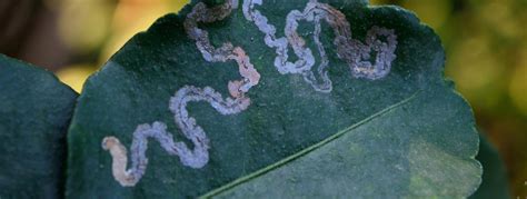 What Are Leaf Miners Neem Oil For Leafminer Control