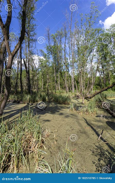 Swampy Marsh In The Forest Near The Village Ocsa Hungary Stock Image