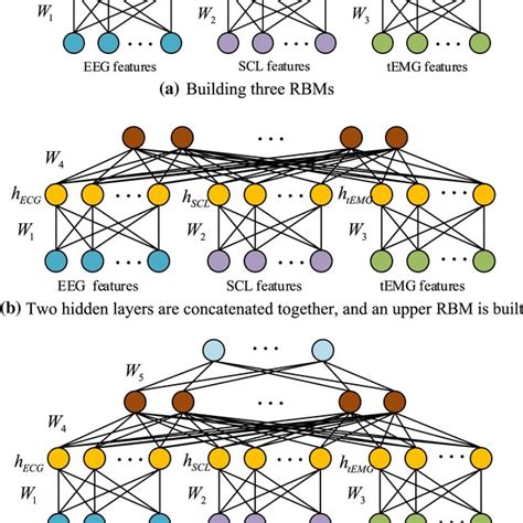 The Structure Of Multimodal Deep Belief Networks Download Scientific