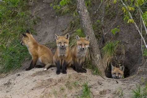 What Does A Fox Den Look Like