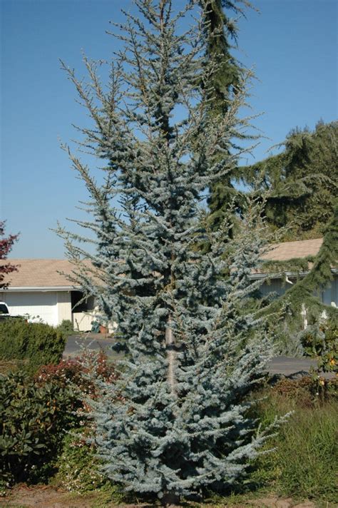 Cedrus Atlantica Glauca Blue Atlas Cedar Coniferous Tree
