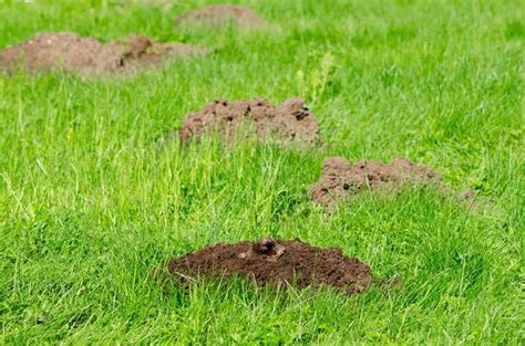 Signs Of Moles In Your Yard Rottler Pest Solutions