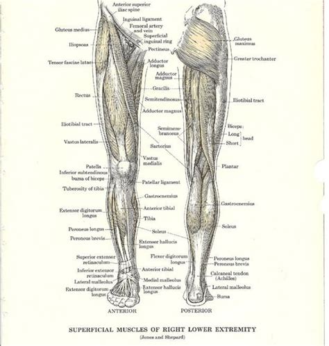 Описание Lower Leg Muscles Leg Muscles Diagram Leg Muscles Muscle
