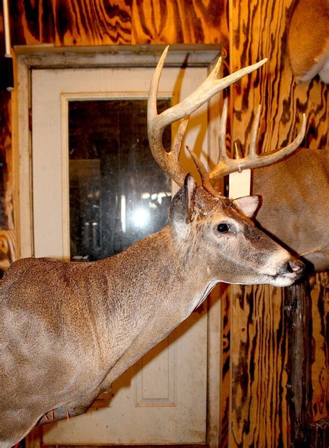 Whitetail Taxidermy Poses For Your Next Deer Mount Realtree Store