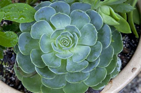 Circular Succulent Plant With Rounded Leaves The Kanapaha Botanical