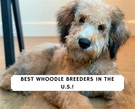 6 Best Whoodle Breeders in the U.S.! (2021) - We Love Doodles
