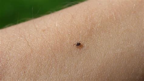 Bugs That Look Like Ticks Pictures What Do Bed Bugs Look Like Loadup Their Bites Take The