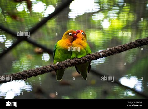 Love Birds High Resolution Stock Photography And Images Alamy
