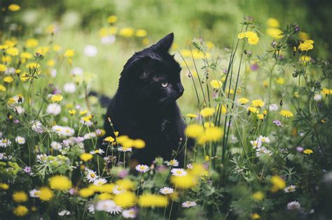 Cat And Spring Flowers Pictures Photos And Images For