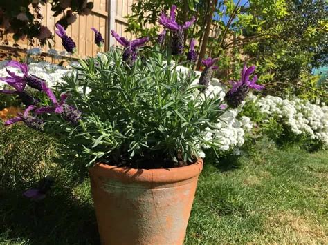 If any variety starts to grow tall and too leggy, open the window just a little bit to shock the plant with cooler air. How Long Does Lavender Take to Grow - Seeds Vs Cuttings ...