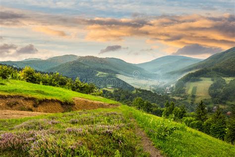 Flowers On Hillside Meadow With Forest In Morning Mountain Stock Image