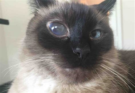 The Cat Has Watery Eyes Causes Signs Treatment Pets Wiki