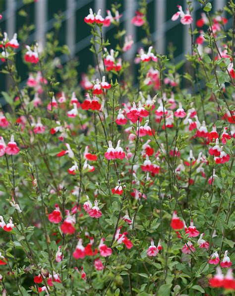 Salvia Hot Lips Buy Online At Annies Annuals