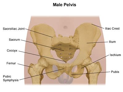 Groin muscles diagram diagram of groin aponeurosis from sscsantry groin project medical. The Most Common Pelvis Problems and Treatments | Piedmont ...