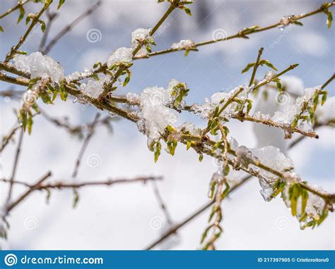 Melting Snow Or Ice On Tree Branches With Green Buds Stock Image