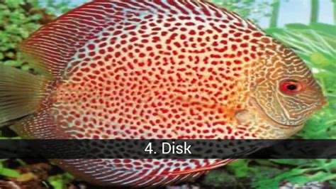 What Is Your Favorite Fish For Aquarium Youtube