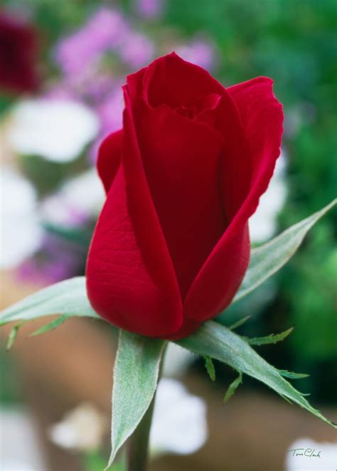 Find the perfect rose picture from over 40,000 of the best rose images. Rose Flowers Pictures: Rose Bud # 3