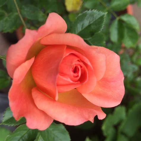 Rosa Sweet Dream Rose Sweet Dream In Gardentags Plant Encyclopedia