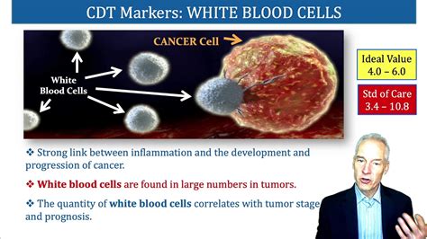 Normal White Blood Cell Counts Predict Early Death Risk Youtube