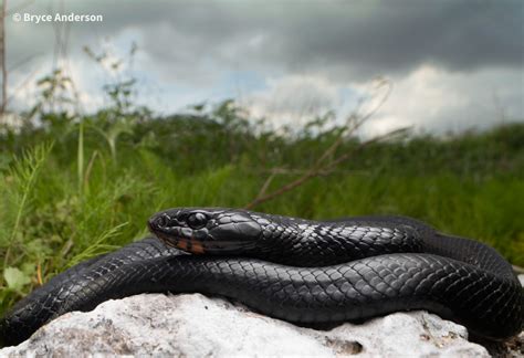 Eastern Indigo Snake Reptiles And Amphibians Of Mississippi