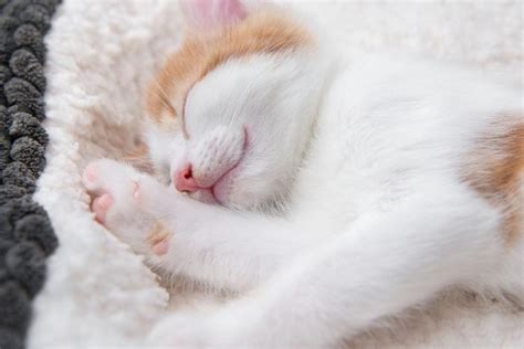 ¿cuánto Duerme Un Gato Al Día Ya Sea Bebé O Adulto Feelcats