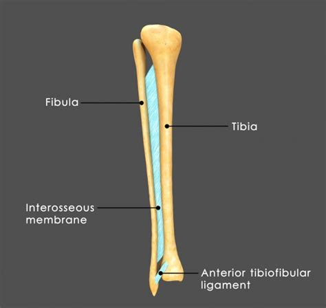 Fibula And Tibia Of Bone — Stockfotografi © Sciencepics 72990801
