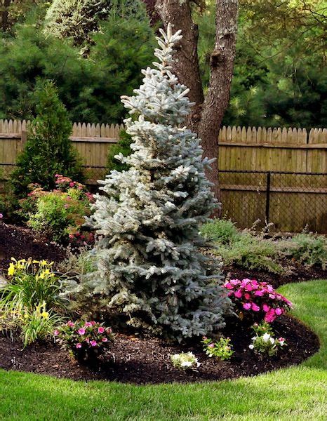 Evergreens Basics Landscpaing Co Inc Colorado Blue Spruce