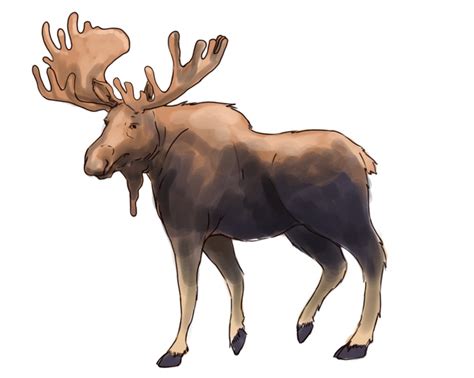 How To Draw A Moose