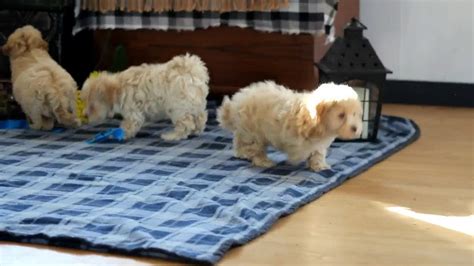 She will be about 5 to 8 pounds full grown. Maltipoo Puppies For Sale - YouTube