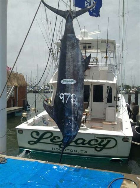 Record Blue Marlin