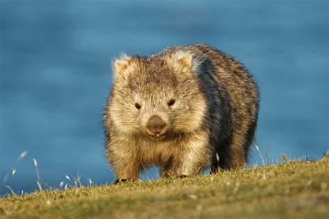 Das Wombat Australiens Lebende Steine Meek Magazin