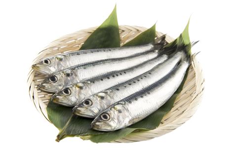 Frozen Sardines From Morocco Export Import Company