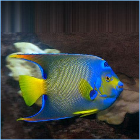 Townsend Angelfish Or Bermuda Blue Angelfish Petes Aquariums And Fish