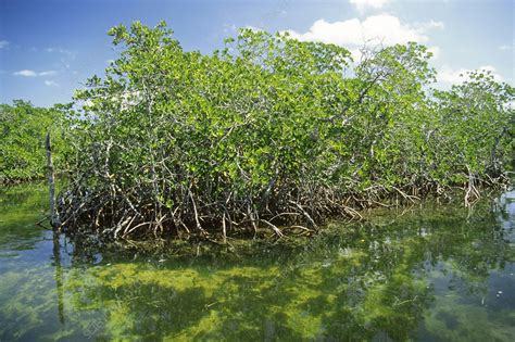 Florida Mangroves Stock Image C0016070 Science Photo Library