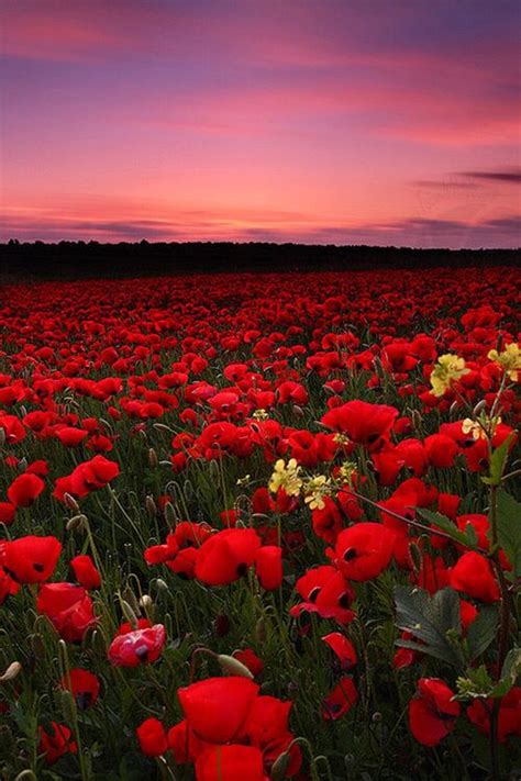 Field Of Poppy Flowers And Pink And Purple Sky Art Beautiful Nature