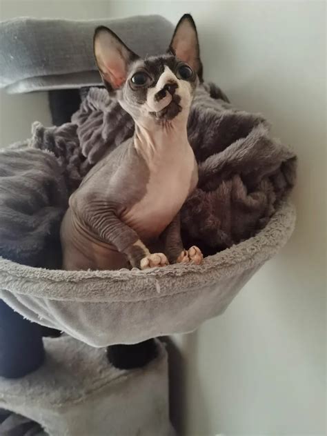 Sphynx Kittys For Sale In Co Dublin For €600 On Donedeal