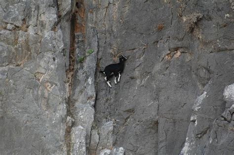 These 36 Goats On Cliffs Dont Know What Fear Is Bored Panda