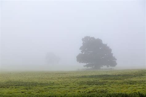 Tree In Fog Free Stock Photo Public Domain Pictures
